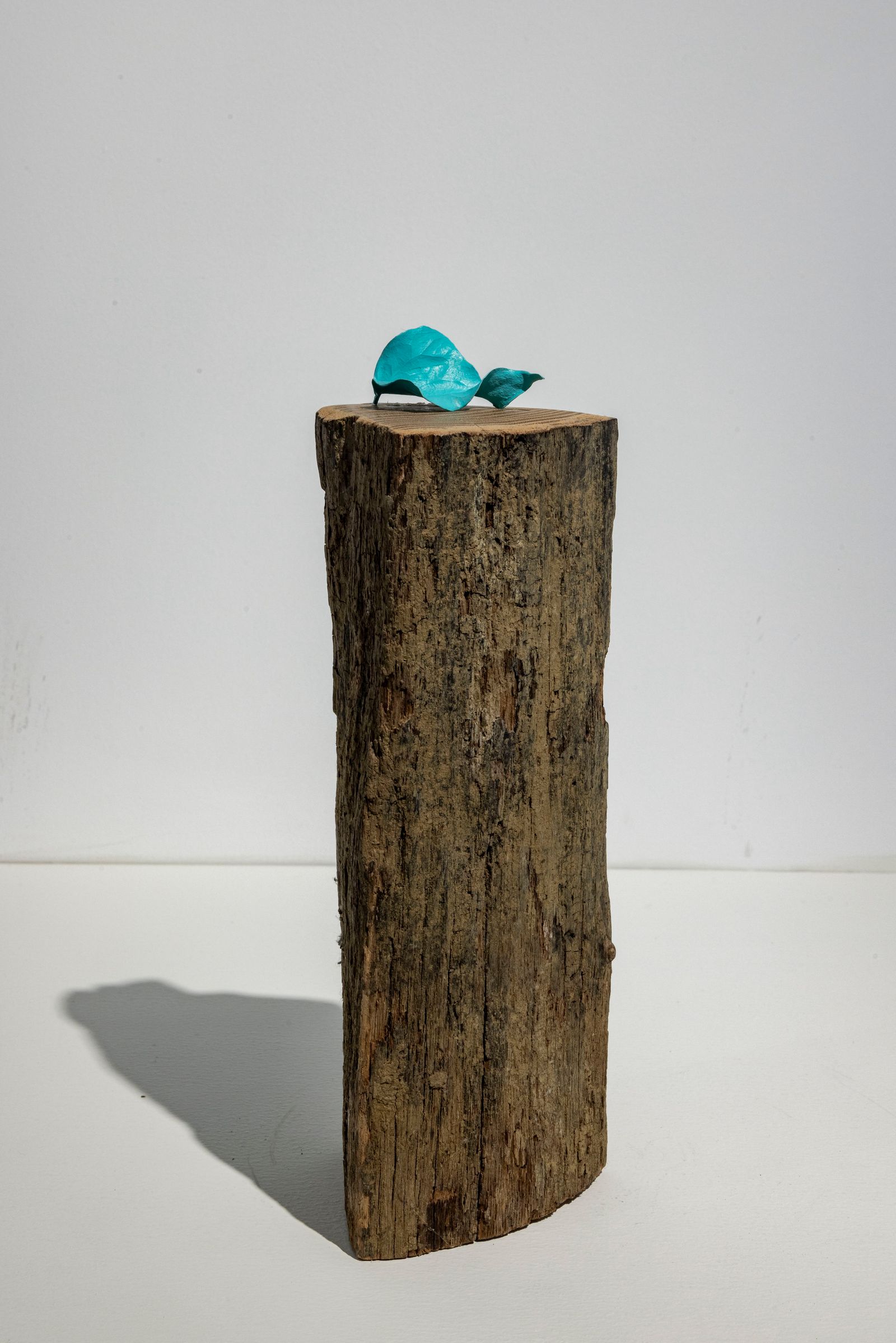 Image may contain Plant Tree Tree Stump and Wood